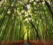 pic for Bamboo Forest 